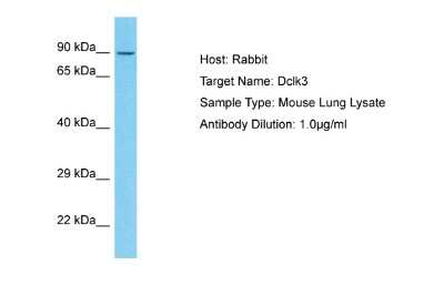 Western Blot: DCLK3 Antibody [NBP2-87253]