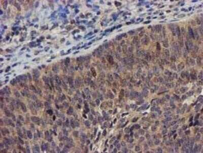 Immunohistochemistry: DCLRE1B Antibody (OTI2B7) - Azide and BSA Free [NBP2-72152]