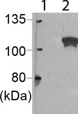 Western Blot: DCLRE1B Antibody (OTI2B7) [NBP2-03563]