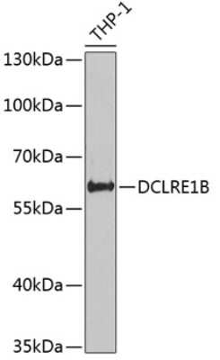 Western Blot: DCLRE1B AntibodyBSA Free [NBP2-92477]