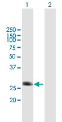 Western Blot: DCNP1 Antibody [H00140947-B01P]