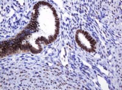 Immunohistochemistry: DCPS Antibody (OTI4H8) [NBP2-45650]
