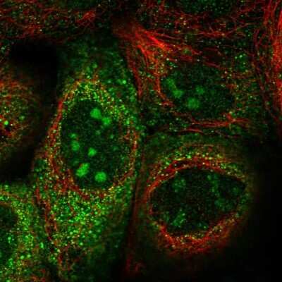 Immunocytochemistry/ Immunofluorescence: DCTN3 Antibody [NBP1-91823]