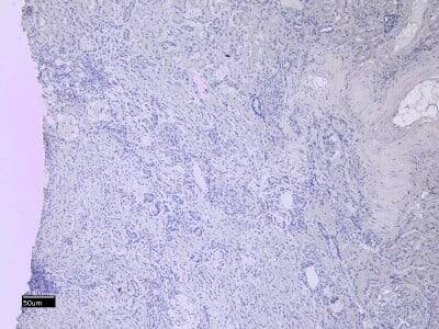 Immunohistochemistry-Paraffin: DCTN3 Antibody [NBP1-52105]