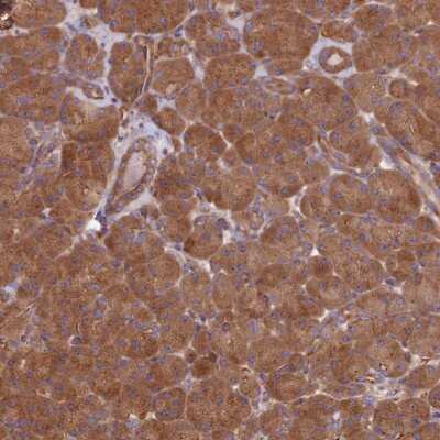 Immunohistochemistry-Paraffin: DCTN3 Antibody [NBP1-91823]