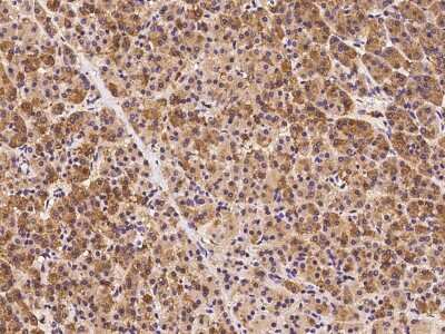 Immunohistochemistry-Paraffin: DCTN3 Antibody [NBP2-98673]