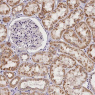 Immunohistochemistry-Paraffin: DCUN1D1 Antibody [NBP1-85275]