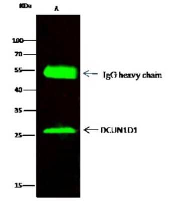Immunoprecipitation: DCUN1D1 Antibody [NBP2-96995]