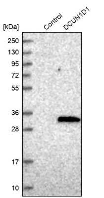 Western Blot: DCUN1D1 Antibody [NBP1-85275]