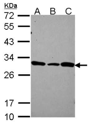 Western Blot: DCUN1D1 Antibody [NBP2-16116]