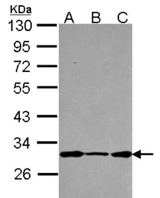 Western Blot: DCUN1D1 Antibody [NBP2-16117]