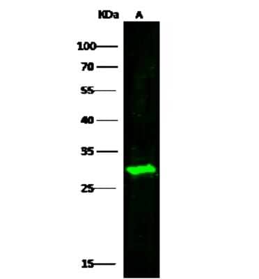 Western Blot: DCUN1D1 Antibody [NBP2-96995]