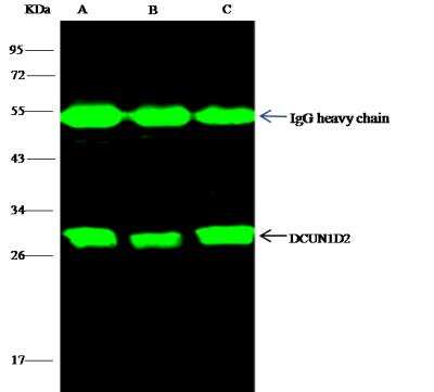 Immunoprecipitation: DCUN1D2 Antibody (001) [NBP2-90306]