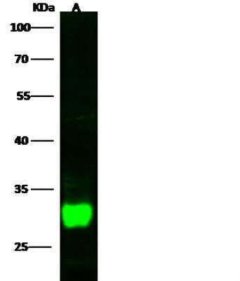 Western Blot: DCUN1D2 Antibody (001) [NBP2-90306]