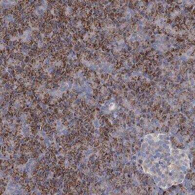 Immunohistochemistry-Paraffin: DCUN1D2 Antibody [NBP1-88397]