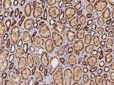 Immunohistochemistry-Paraffin: DCUN1D2 Antibody [NBP2-97259]