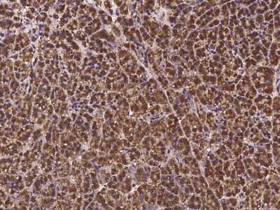 Immunohistochemistry-Paraffin: DCUN1D2 Antibody [NBP2-97259]