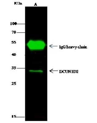 Immunoprecipitation: DCUN1D2 Antibody [NBP2-97034]