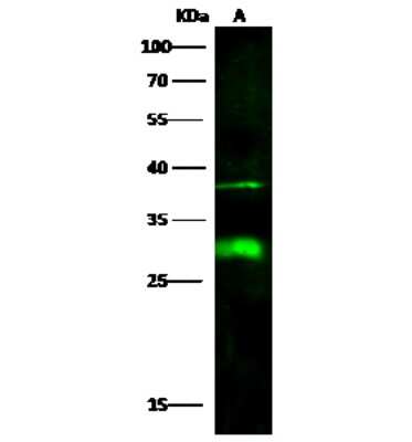 Western Blot: DCUN1D2 Antibody [NBP2-97034]