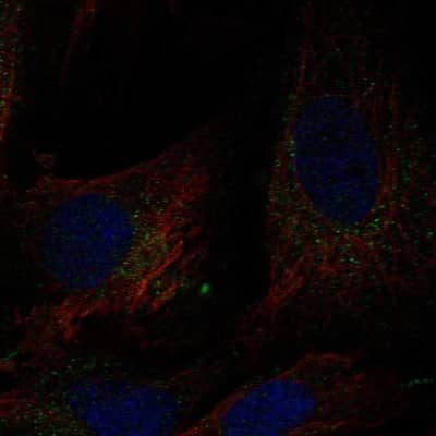 Immunocytochemistry/ Immunofluorescence: DCUN1D4 Antibody [NBP1-81527]