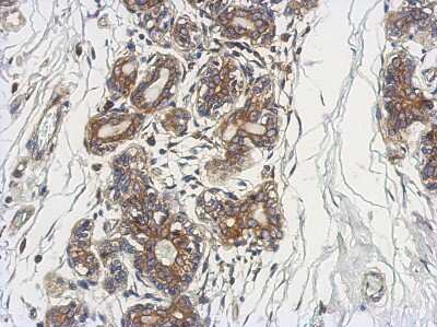 Immunohistochemistry-Paraffin: DCUN1D4 Antibody [NBP2-16119]