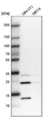 Western Blot: DCUN1D4 Antibody [NBP1-81526]