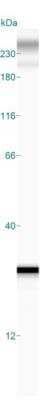Simple Western: DCUN1D5 Antibody [NBP2-30432]
