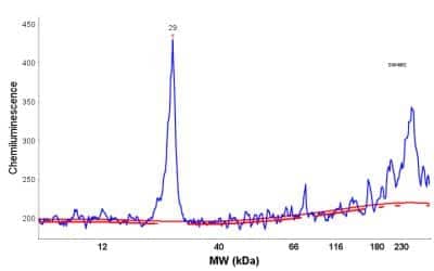 Simple Western: DCUN1D5 Antibody [NBP2-30432]