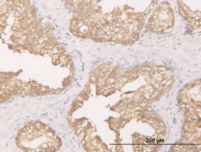 Immunohistochemistry-Paraffin: DCXR Antibody (6A6) [H00051181-M03]