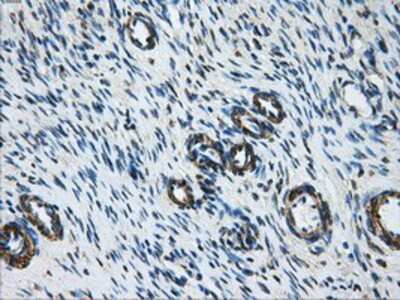 Immunohistochemistry-Paraffin: DCXR Antibody (OTI7D11) [NBP2-02192]