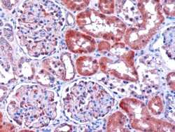 Immunohistochemistry-Paraffin: DCXR Antibody [NB100-1068]