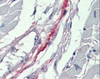 Immunohistochemistry-Paraffin: DDAH2 Antibody [NBP1-58859]