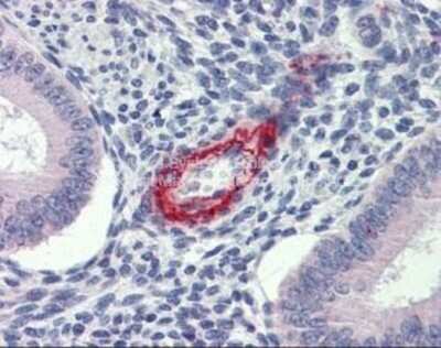 Immunohistochemistry-Paraffin: DDAH2 Antibody [NBP1-58859]