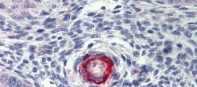 Immunohistochemistry-Paraffin: DDAH2 Antibody [NBP1-58859]