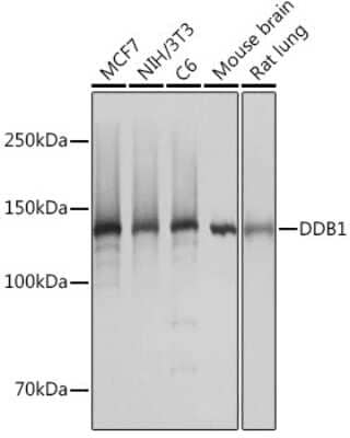 Western Blot: DDB1 Antibody (9L8X5) [NBP3-16531]