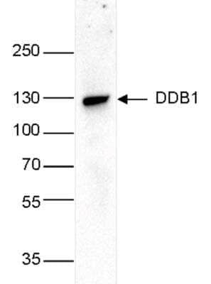 Western Blot: DDB1 Antibody (C.15200221) [NBP2-62791]