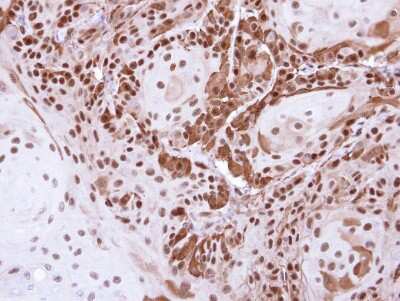 Immunohistochemistry-Paraffin: DDB1 Antibody [NBP1-33061]