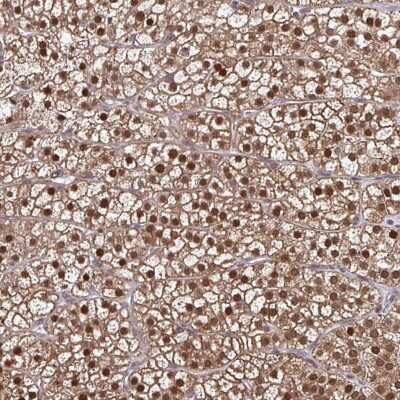 Immunohistochemistry-Paraffin: DDB1 Antibody [NBP2-38538]