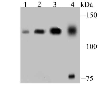Western Blot: DDB1 Antibody (JU32-35) [NBP2-75465]