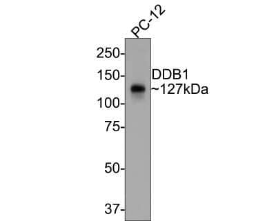 Western Blot: DDB1 Antibody (JU32-35) [NBP2-75465]