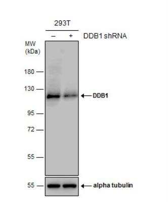 Knockdown Validated: DDB1 Antibody [NBP1-33061]