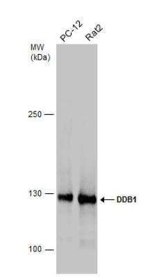 Western Blot: DDB1 Antibody [NBP1-33061]