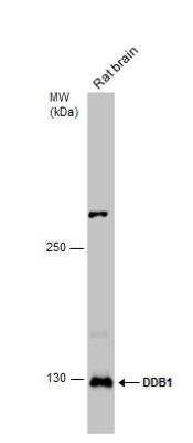 Western Blot: DDB1 Antibody [NBP1-33061]