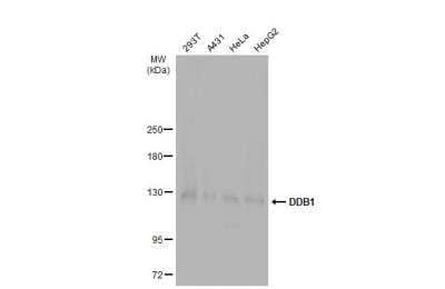 Western Blot: DDB1 Antibody [NBP1-33061]