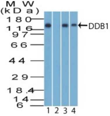 Western Blot: DDB1 Antibody [NBP2-27207]