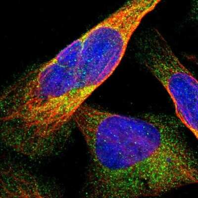 Immunocytochemistry/ Immunofluorescence: DDHD2 Antibody [NBP1-82965]
