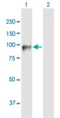 Western Blot: DDHD2 Antibody [H00023259-B01P]