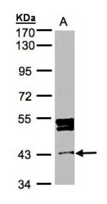 Western Blot: DDI1 Antibody [NBP1-31417]