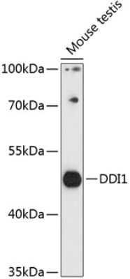 Western Blot: DDI1 AntibodyAzide and BSA Free [NBP2-92168]