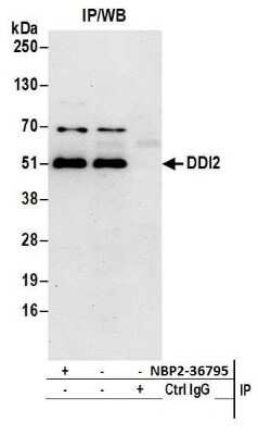 Western Blot: DDI2 Antibody [NBP2-36795]